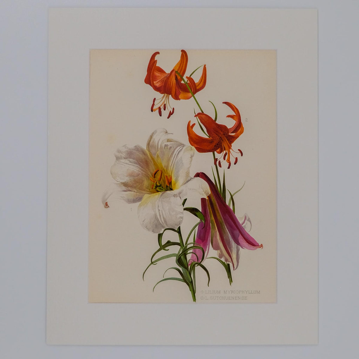 (1) LILIUM MYROPHYLLUM (2) L. SUTCHUENENSE, FROM: FLORA & SYLVA