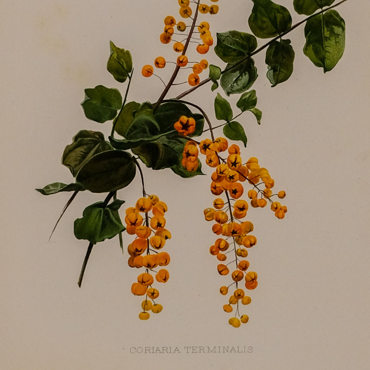 CORIARIA TERMINALIS, FROM: FLORA & SYLVA