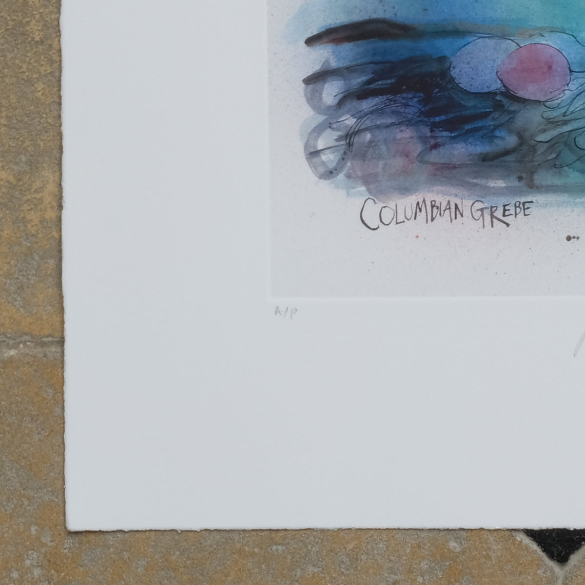 Artist Proof on Ralph Steadman Vintage Print - COLUMBIAN GREBE, Signed. Summerfield & Scott