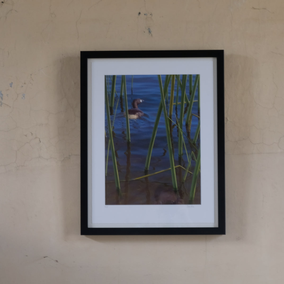 Chris Rose Vintage Giclee Print - ATITLAN GREBE - Signed in Pencil. Summerfield & Scott