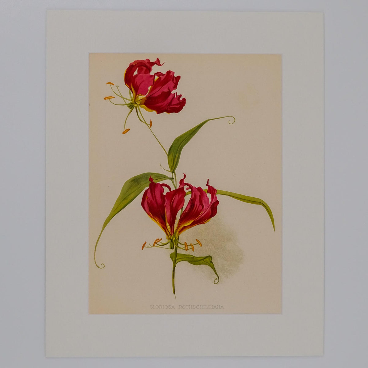 GLORIOSA ROTHSCHILDIANA, FROM: FLORA & SYLVA