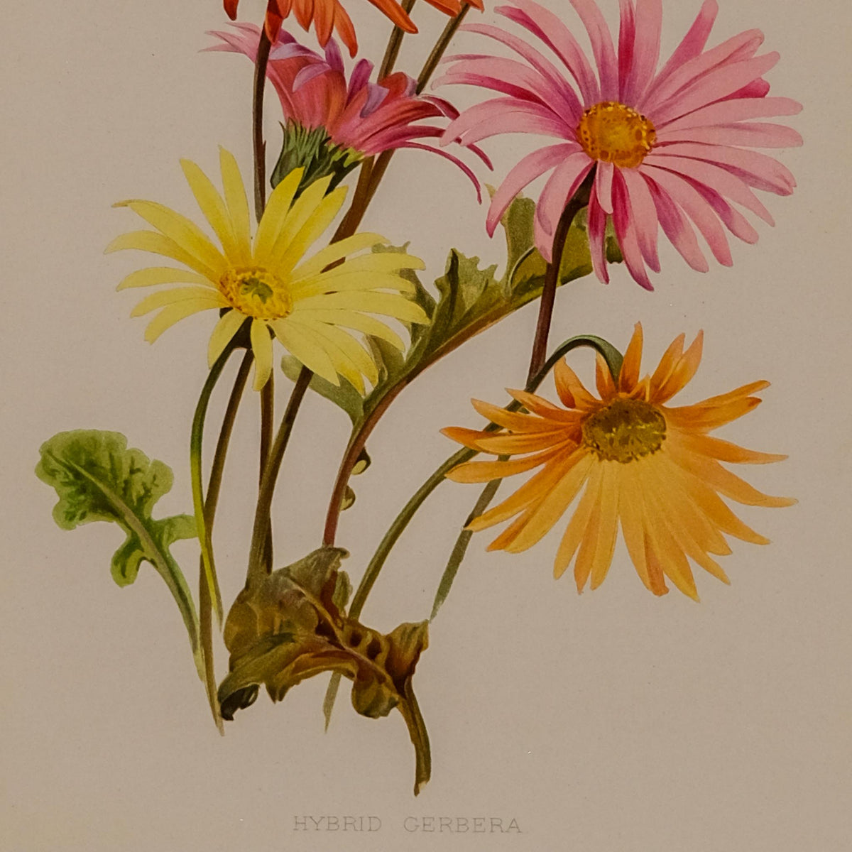 HYBRID GERBERA, FROM: FLORA & SYLVA