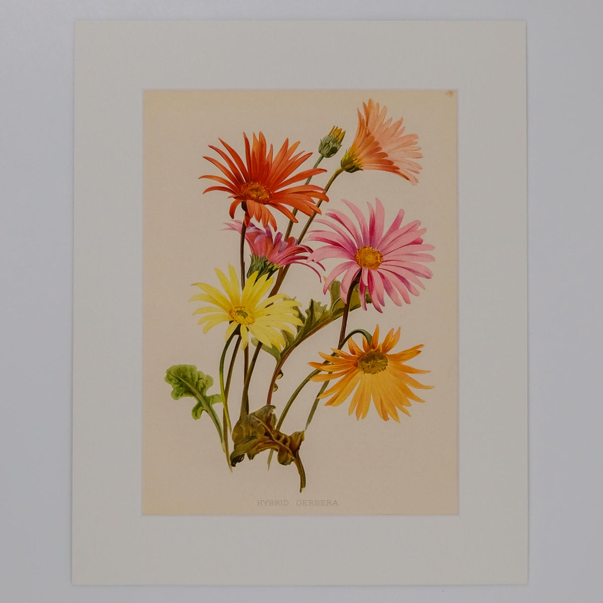 HYBRID GERBERA, FROM: FLORA & SYLVA