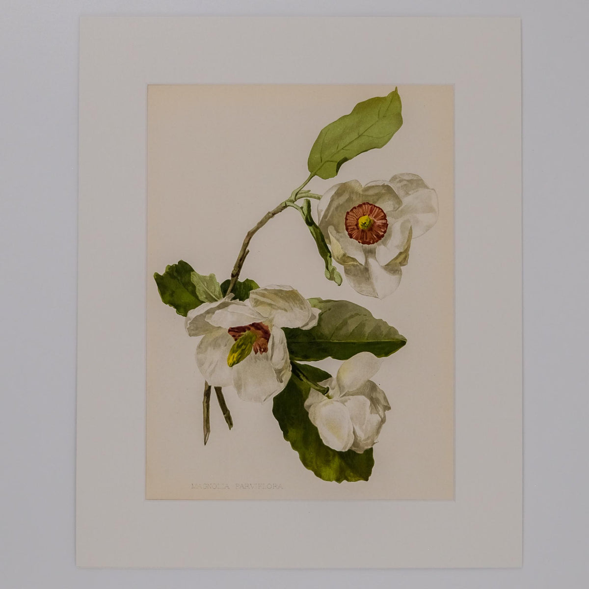MAGNOLIA PARVIFLORA, FROM: FLORA & SYLVA