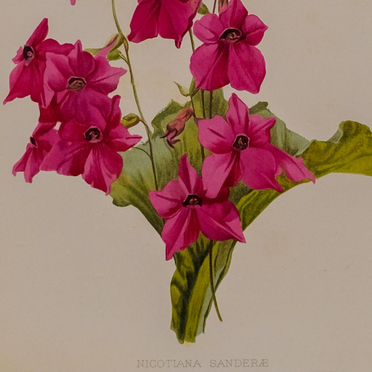 NICOTIANA SANDERAE, FROM: FLORA & SYLVA