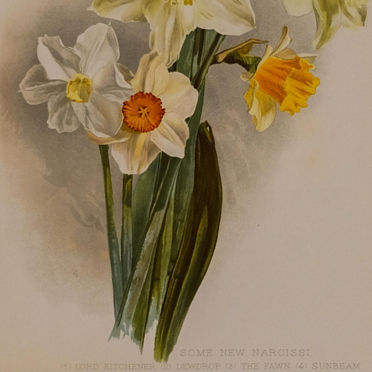 SOME NEW NARCISSI, FROM: FLORA & SYLVA