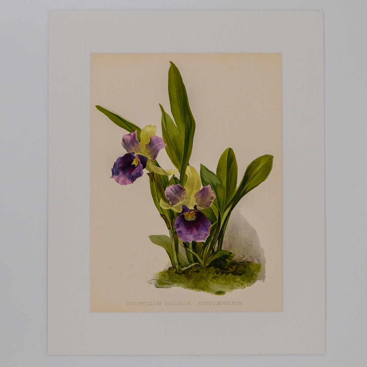 ZYGOPETALUM DISCOLOR ATROCOERULEUM, FROM: FLORA & SYLVA