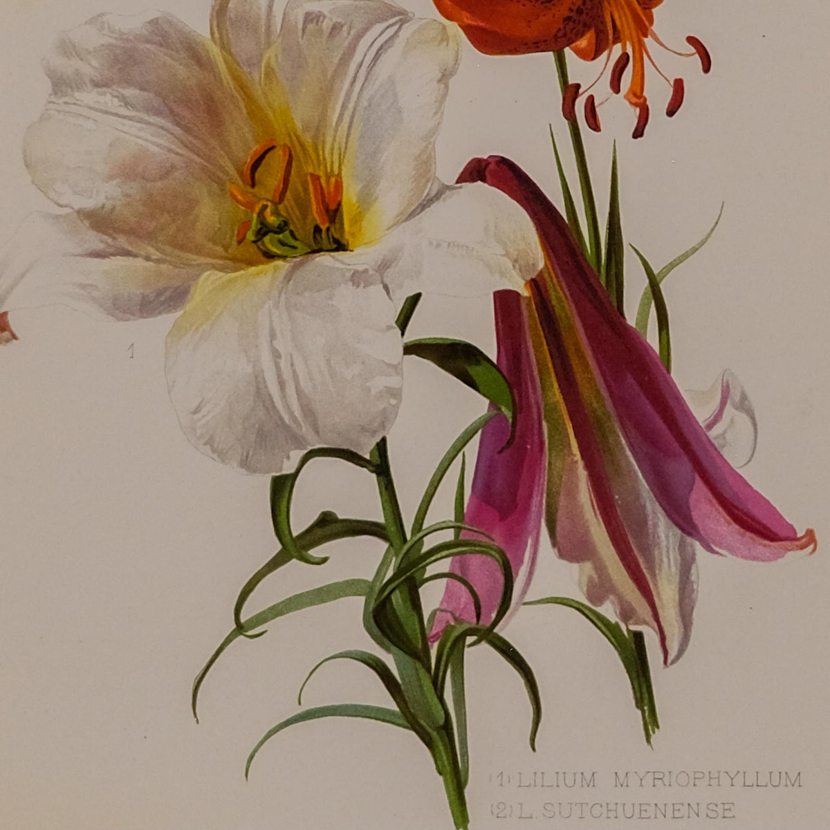 (1) LILIUM MYROPHYLLUM (2) L. SUTCHUENENSE, FROM: FLORA & SYLVA