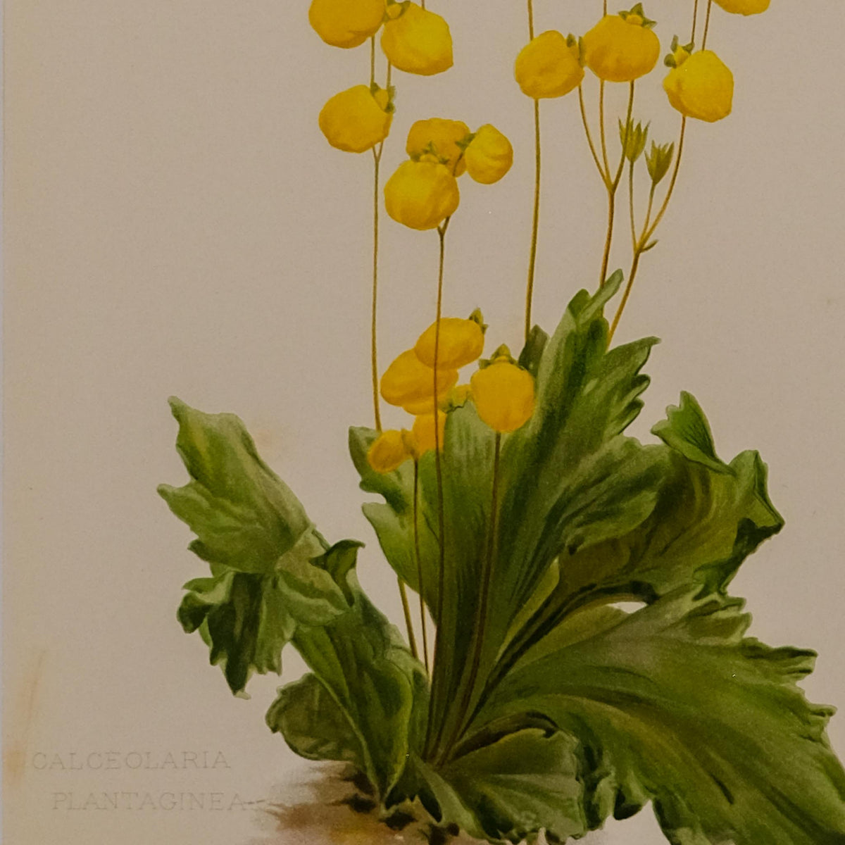 CALCEOLARIA PLANTAGINEA, FROM: FLORA & SYLVA