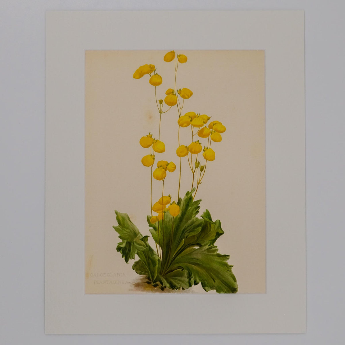 Illustration of a plant with yellow flowers on a beige background
