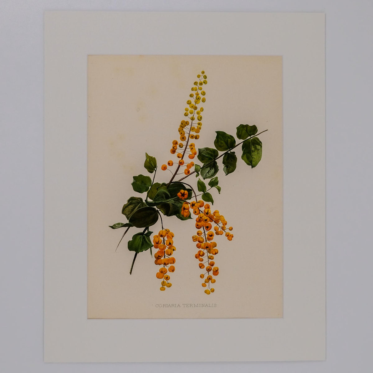 CORIARIA TERMINALIS, FROM: FLORA & SYLVA