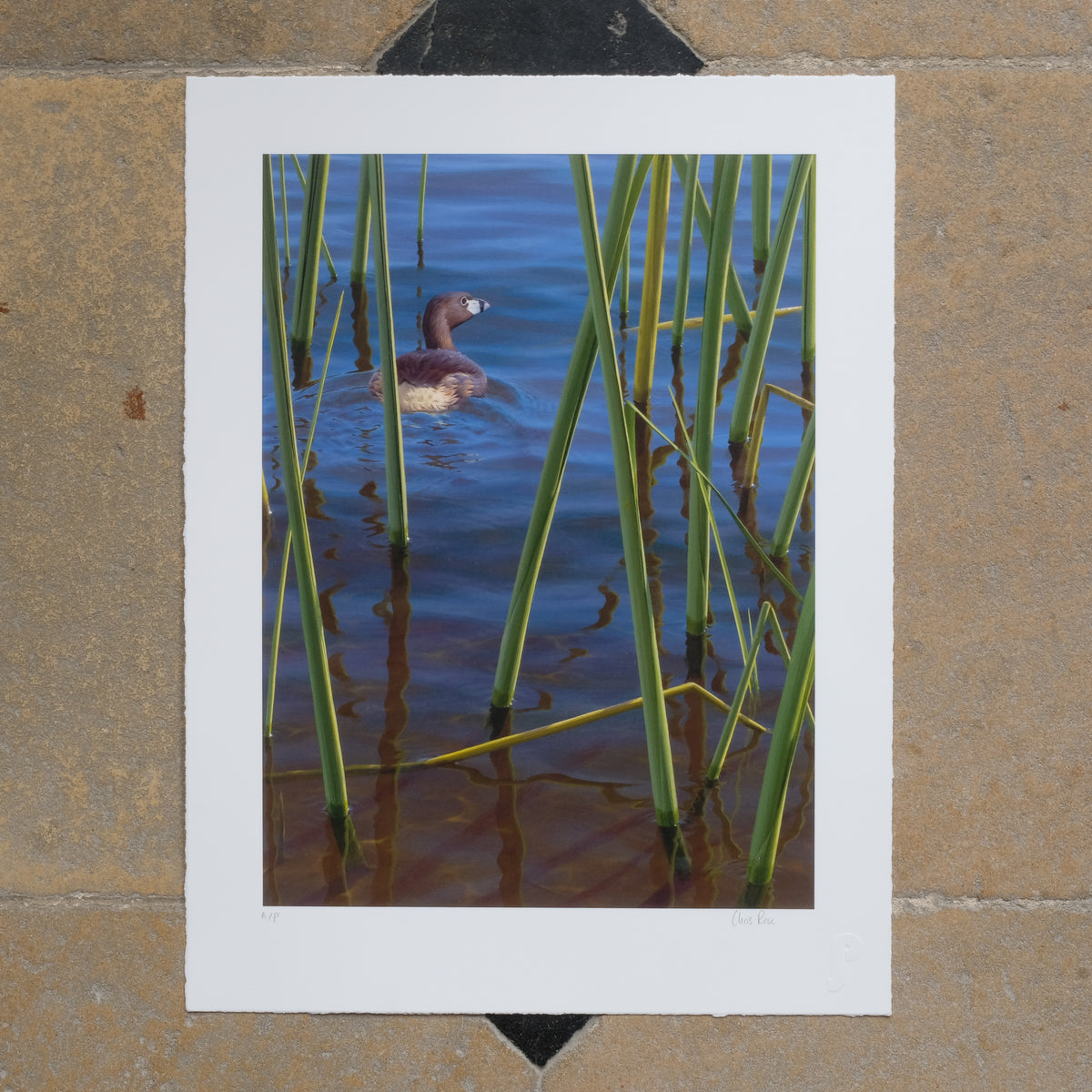 Chris Rose Vintage Giclee Print - ATITLAN GREBE - Signed in Pencil. Summerfield & Scott