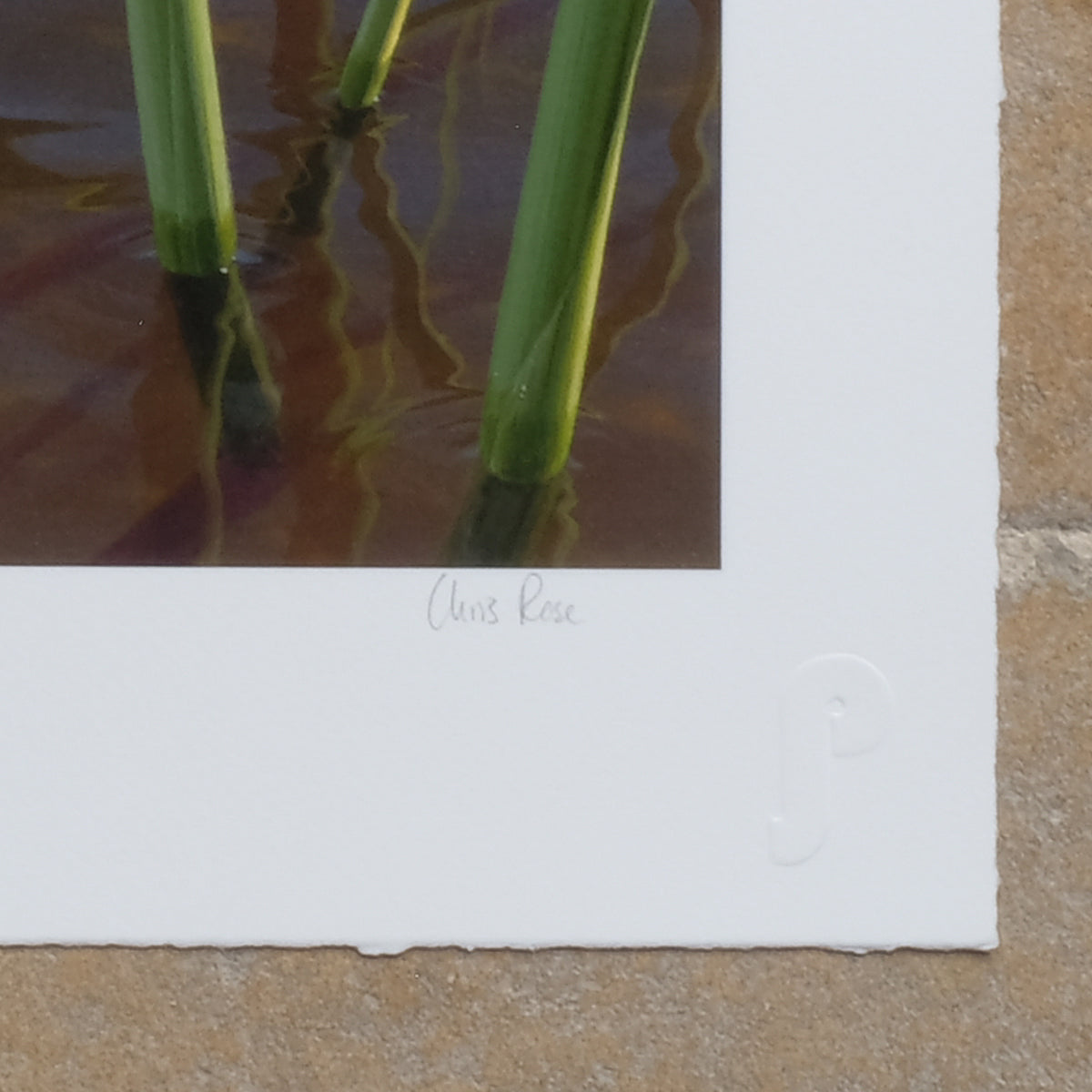 Signature on Chris Rose Vintage Giclee Print - ATITLAN GREBE - Signed in Pencil. Summerfield & Scott