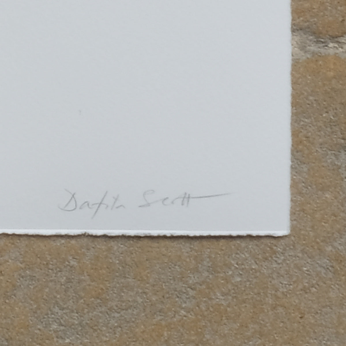 Signature on Dafila Scott Vintage Giclee Print - PINK HEADED DUCKS, Signed in Pencil. Summerfield & Scott