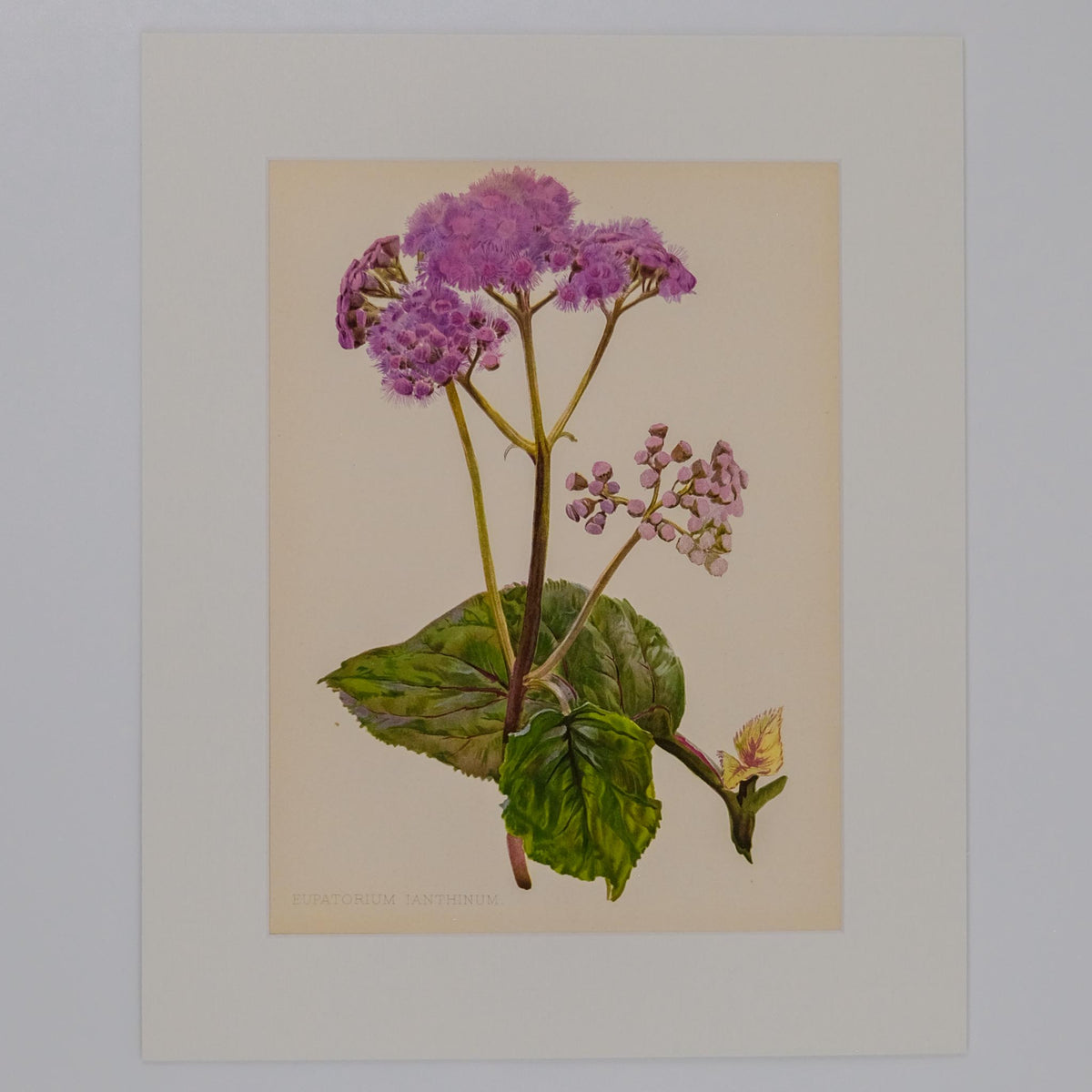 EUPATORIUM IANTHIUM, FROM: FLORA & SYLVA