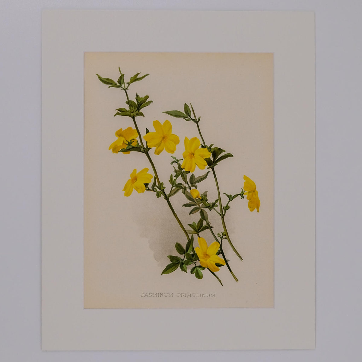 JASMINUM PRIMULINUM, FROM: FLORA & SYLVA