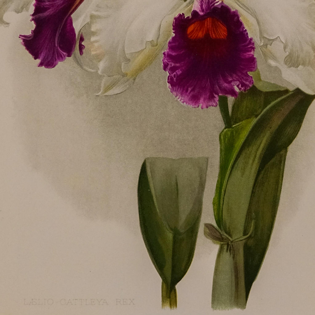 LAELIO CATTLEYA REX, FROM: FLORA & SYLVA