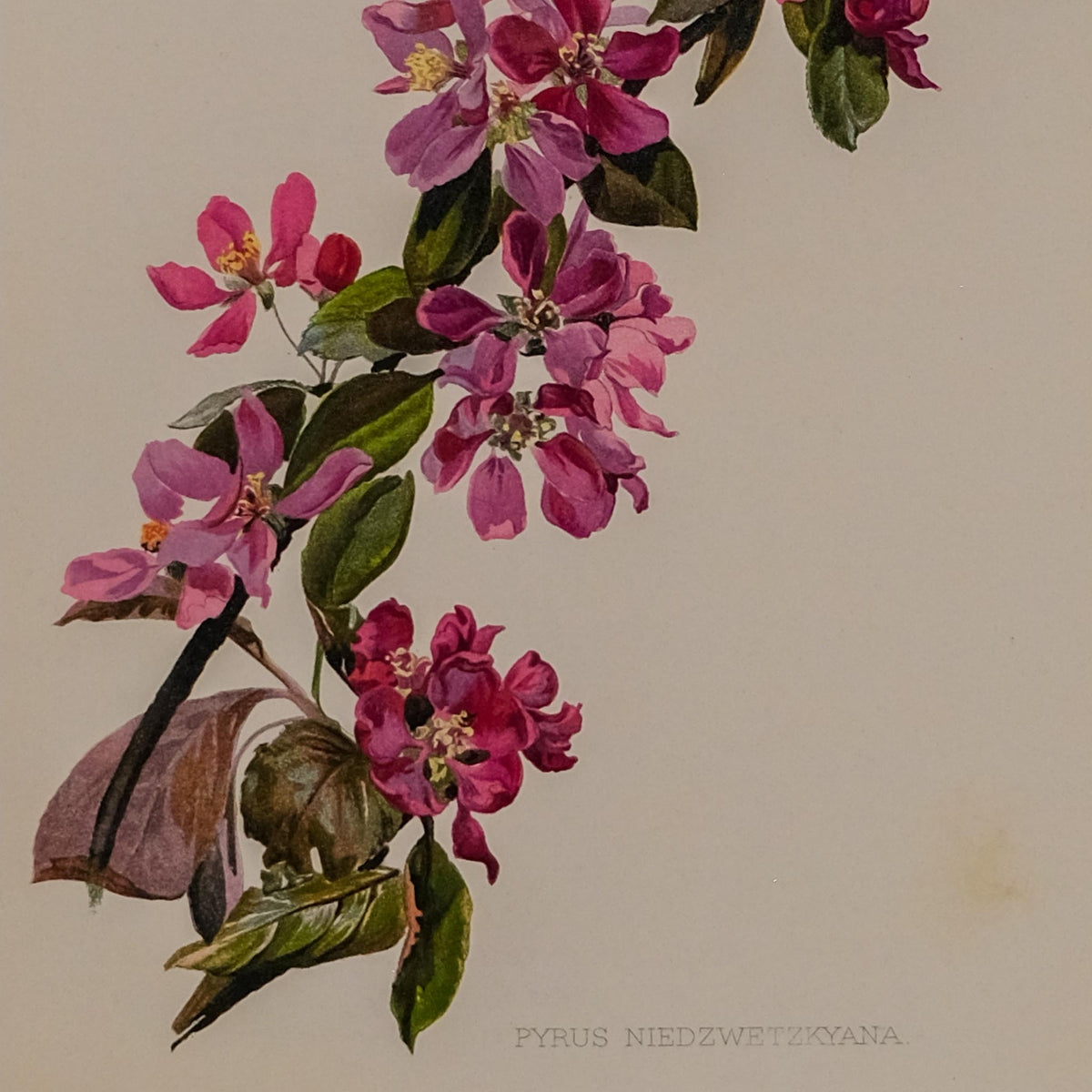 PYRUS NIEDZWETZKYANA, FROM: FLORA & SYLVA