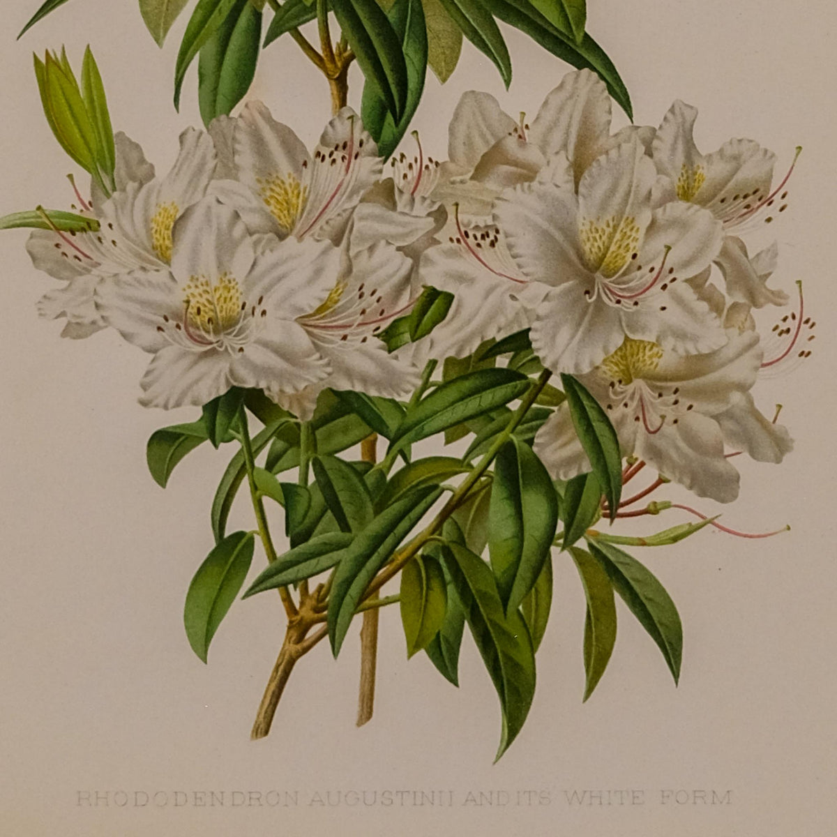 RHODODENDRON AUGUSTINII (WHITE FORM), FROM: FLORA & SYLVA