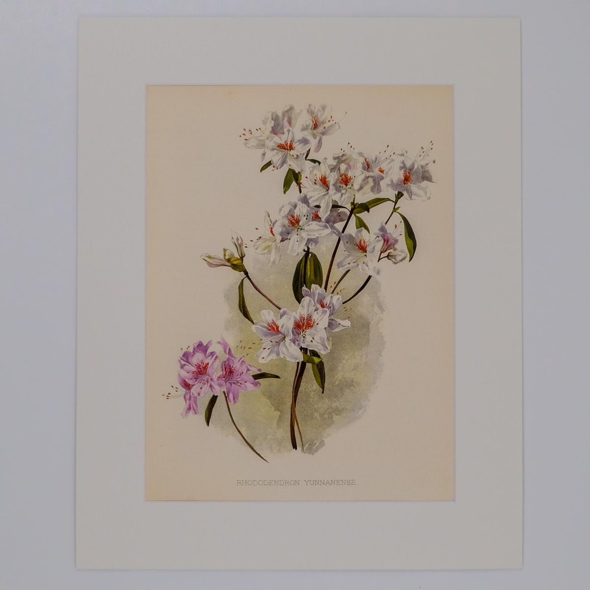 RHODODENDRON YUNNANENSE, FROM: FLORA & SYLVA